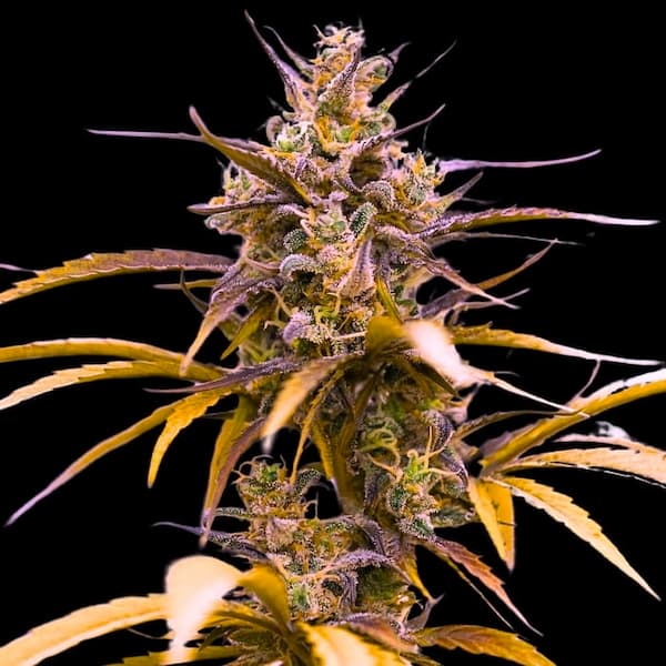 Auto Zoap > Empire Seeds | Autoflowering Cannabis   |  Indica